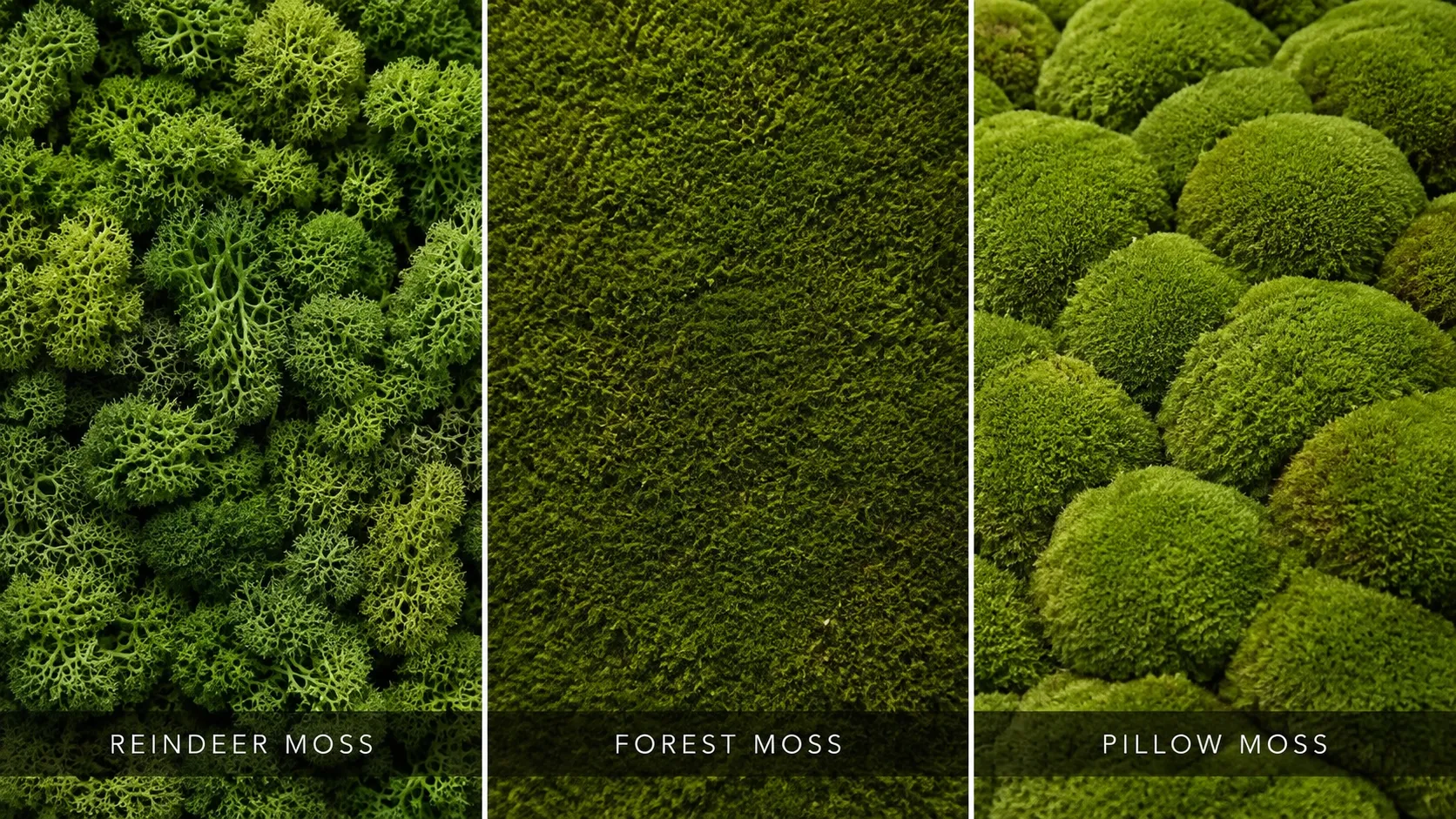 Reindeer Forest and Pillow Moss Varieties